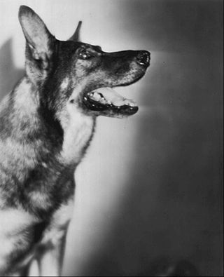 image of Rin Tin Tin