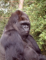 image of Koko (gorilla)