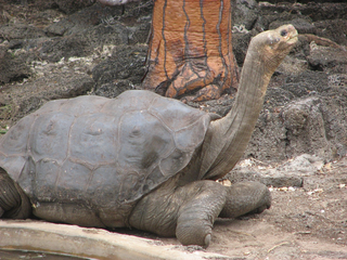 image of Lonesome George