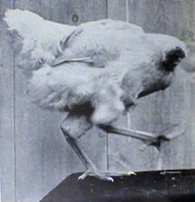 image of Mike the Headless Chicken