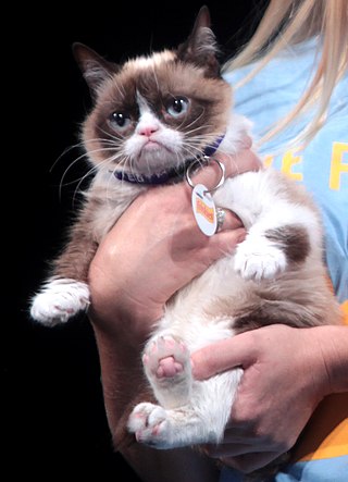 image of Grumpy Cat