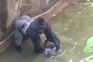image of Harambe