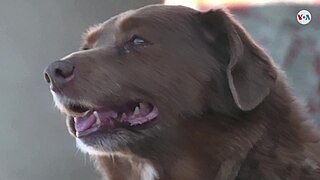 image of Bobi (dog)