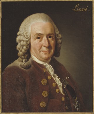 image of Carl Linnaeus
